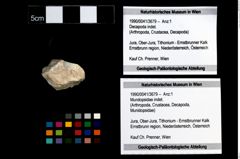 Foto (Objekt + Etikett) von Mundopsidae indet.  (NHMW-GEO-1990-0041-3679)